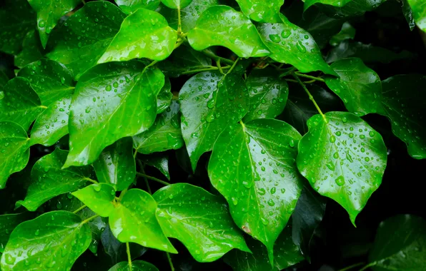 Leafs, drops, plant