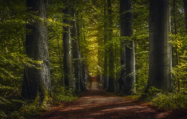 Картинка дорога, зелень, лес, деревья