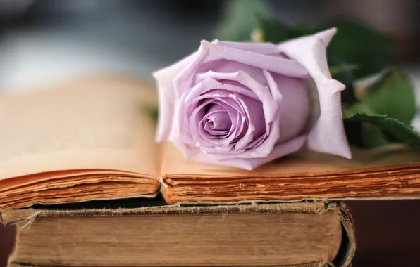 Цветок, сиреневый, роза, книги, старые, лепестки