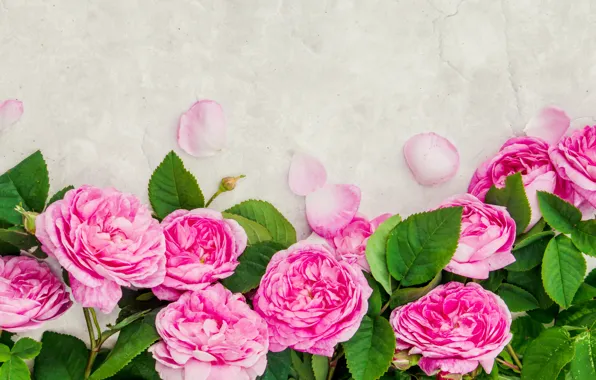 Цветы, розы, лепестки, розовые, wood, pink, flowers, petals