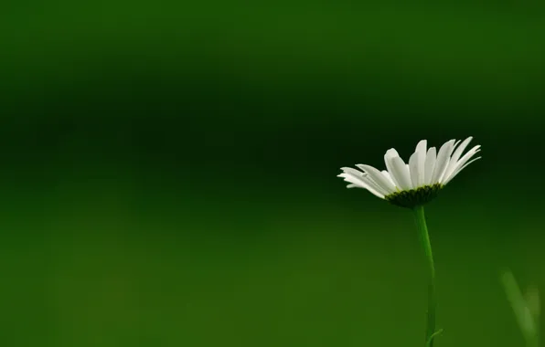 Картинка flower, petals, stalk, white flower