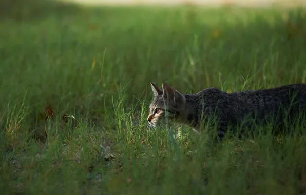 Картинка кошка, трава, охота