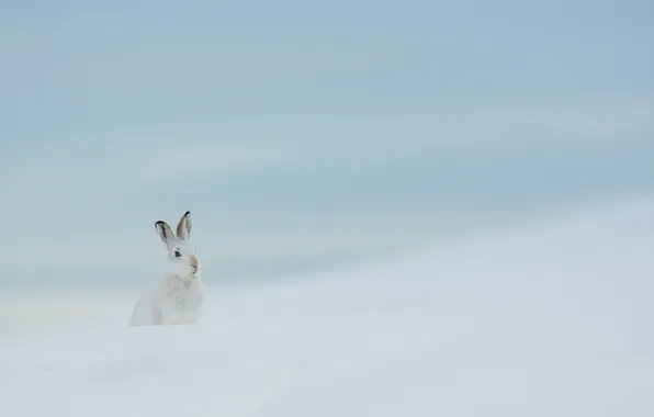 Зима, природа, заяц