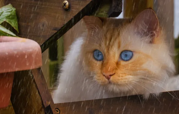 Кошка, кот, взгляд, капли, скамейка, поза, дождь, портрет