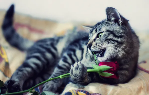 Кошка, цветок, кот, взгляд, поза, котенок, серый, игра