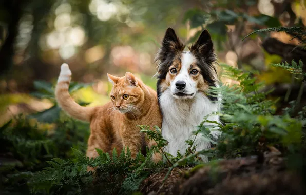 Кошка, кот, взгляд, листья, природа, поза, вместе, собака