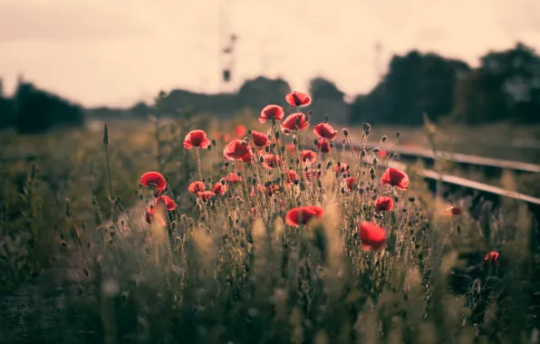 Лето, природа, маки