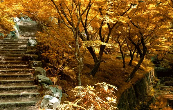Картинка осень, деревья, природа, лестница, Nature, trees, autumn, ступенки