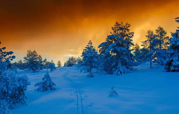 Зима, снег, Норвегия, сосны