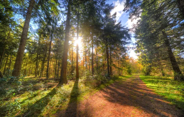 Картинка дорога, осень, лес, деревья, солнечный свет