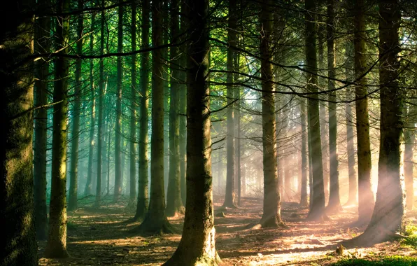 Картинка лес, свет, природа