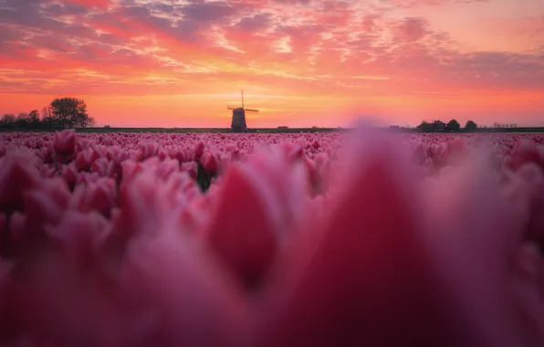 Поле, цветы, Весна, утро, тюльпаны, Нидерланды, ветряная мельница