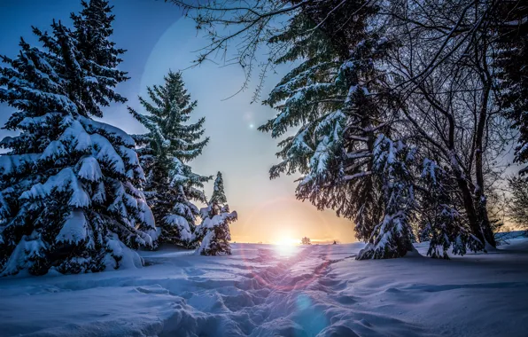 Картинка зима, солнце, снег, деревья, закат, вечер, ели