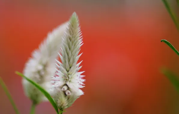 Белый, цветок, макро, оранжевый фон, Celosia argentea