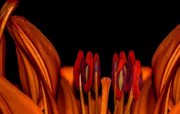 Flower, lili, pistils, stambs