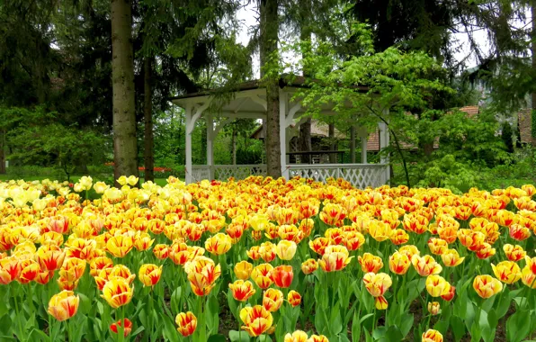 Деревья, парк, ель, весна, тюльпаны, Нидерланды, беседка, tulips