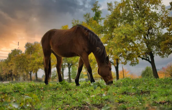 Осень, деревья, природа, парк, конь, лошадь, пасется