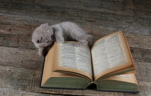 Кошка, котенок, доски, книга, британский