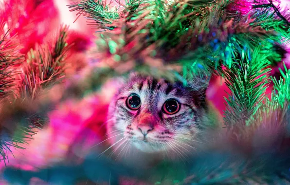 Картинка кошка, кот, взгляд, морда, свет, ветки, елка, новый год