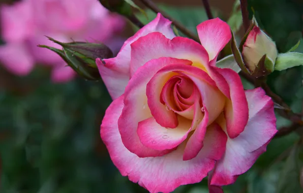 Макро, розы, бутоны