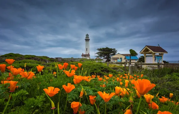 Картинка пейзаж, цветы, тучи, природа, океан, берег, маяк, Калифорния