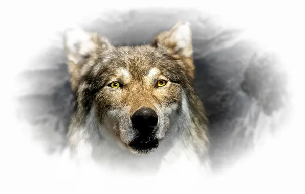 Картинка взгляд, волк, зверь