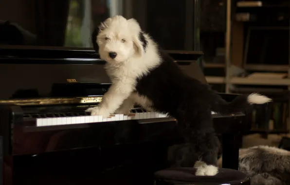 Картинка собака, щенок, пианино, Бобтейл, Староанглийская овчарка