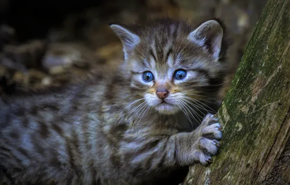 Кот, взгляд, морда, котенок, серый, фон, дерево, лапа