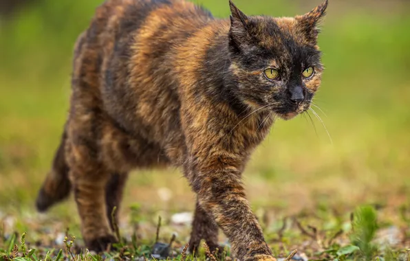 Кошка, прогулка, пестрая