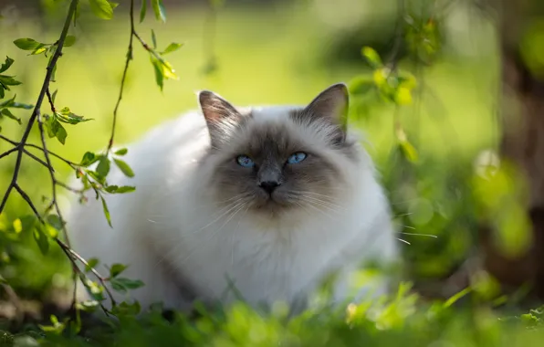 Картинка зелень, кошка, кот, взгляд, свет, ветки, природа, поза