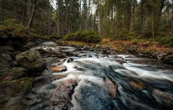 Лес, река, камни, течение, речка
