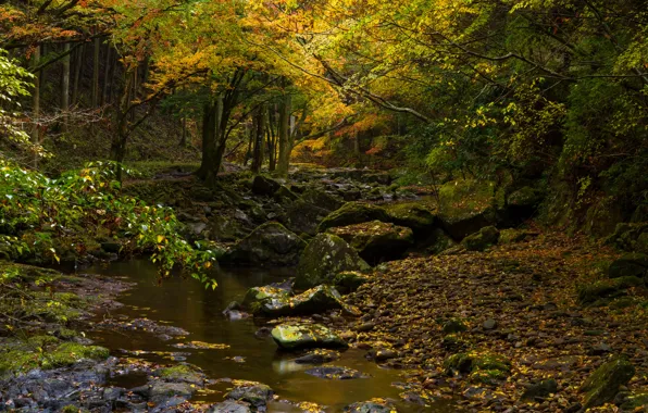 Картинка осень, лес, листья, деревья, ветки, желтый, ручей, камни