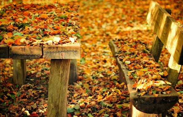 Картинка осень, листья, скамейка, природа, парк, стол, лавочка, лавка
