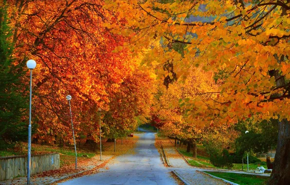 Картинка дорога, осень, листья, деревья, парк, Природа, утро, road