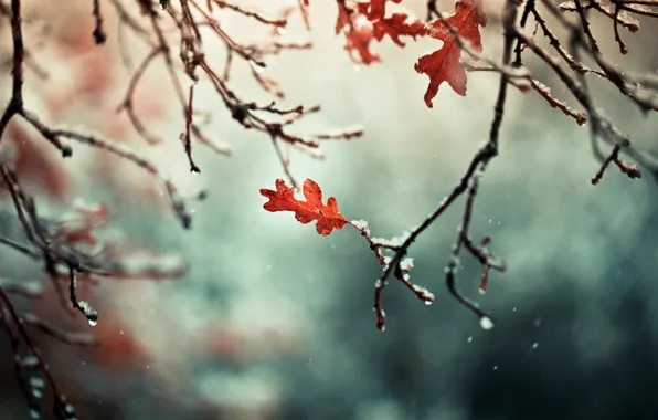 Осень, листья, снег, ветки, природа, ветви