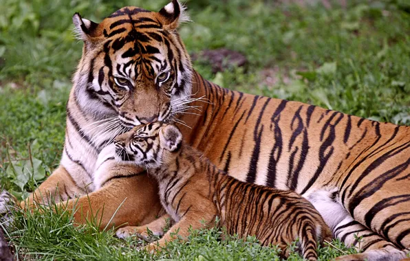 Картинка тигры, тигрица, мама, малыш, тигрёнок