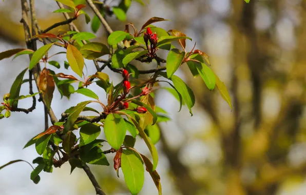 Tree, spring, leaf, twig