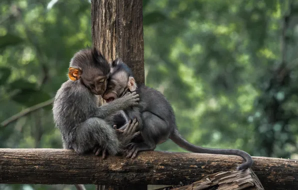 Картинка forest, two, monkeys, baby, embracing