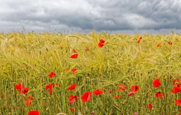 Картинка поле, трава, облака, цветы, маки, красные, колосья
