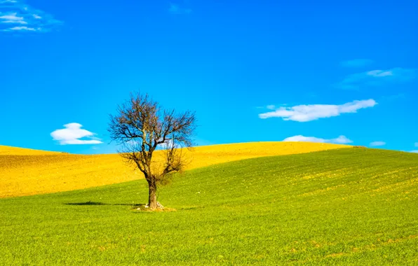 Поле, небо, облака, дерево, Италия, Апулия, Биккари