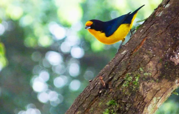 Black, Yellow, Bird, Branch, Gaturamo