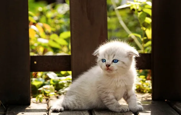 Кошка, белый, взгляд, листья, свет, природа, поза, котенок