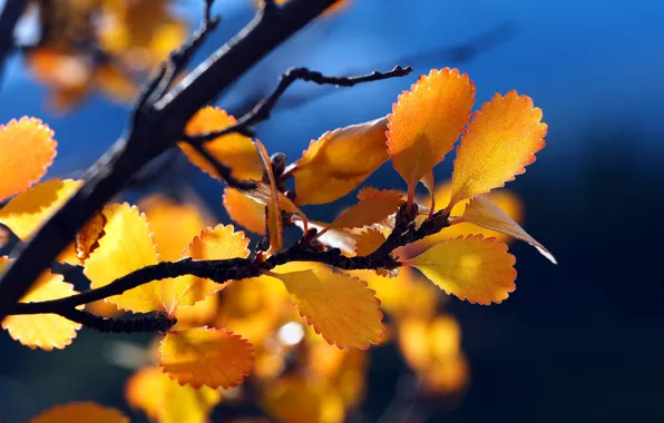 Картинка осень, листья, ветки