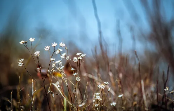 Макро, цветы, природа