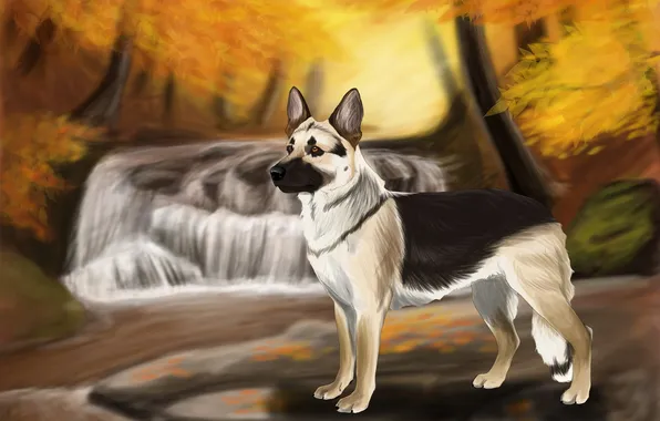 Картинка осень, вода, деревья, река, камни, собака
