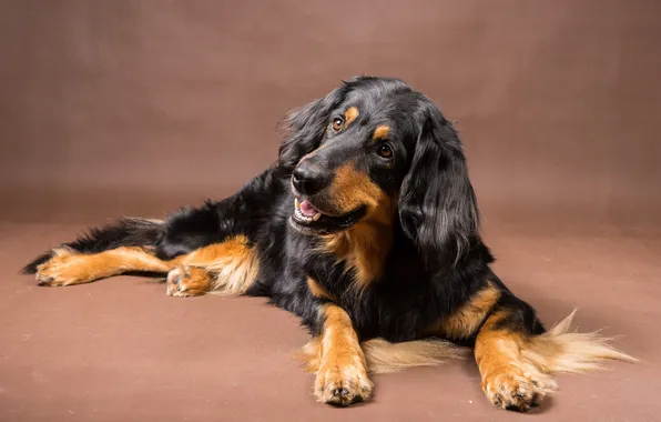 Взгляд, друг, собака