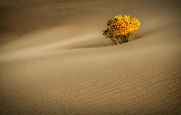 Дерево, пустыня, дюны, California, Death Valley, Stovepipe Wells