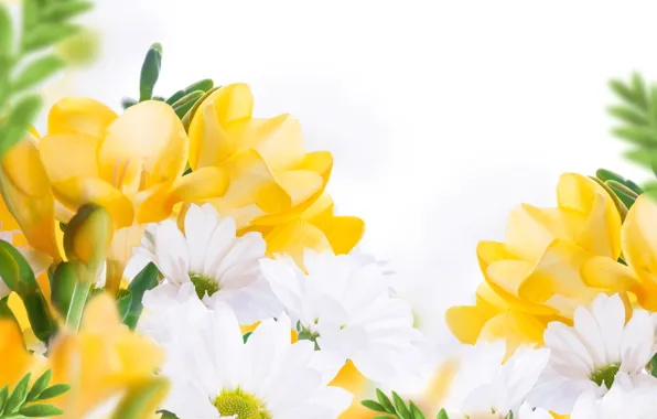 Картинка цветы, листики, белые хризантемы