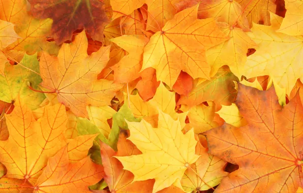 Осень, листья, яркие краски, увядание