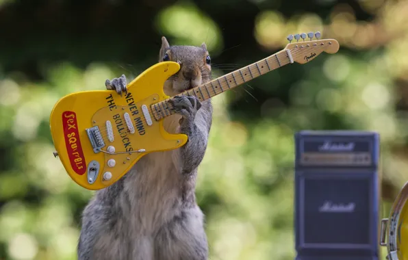 Картинка гитара, белка, концерт, Sex Squirrels
